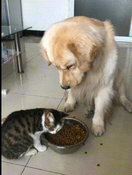 狗 狗狗 猫 猫咪 小猫 桌面 264_350 竖版 竖屏 手机 gif 动态图 动图