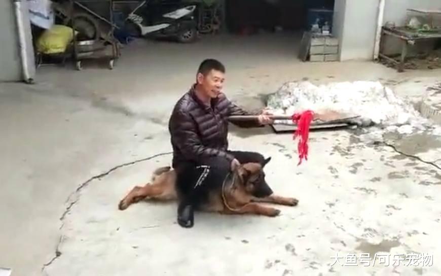 主人骑狗打架, 两只德牧差点被压死, 德牧: 我真的是受够了, 救我