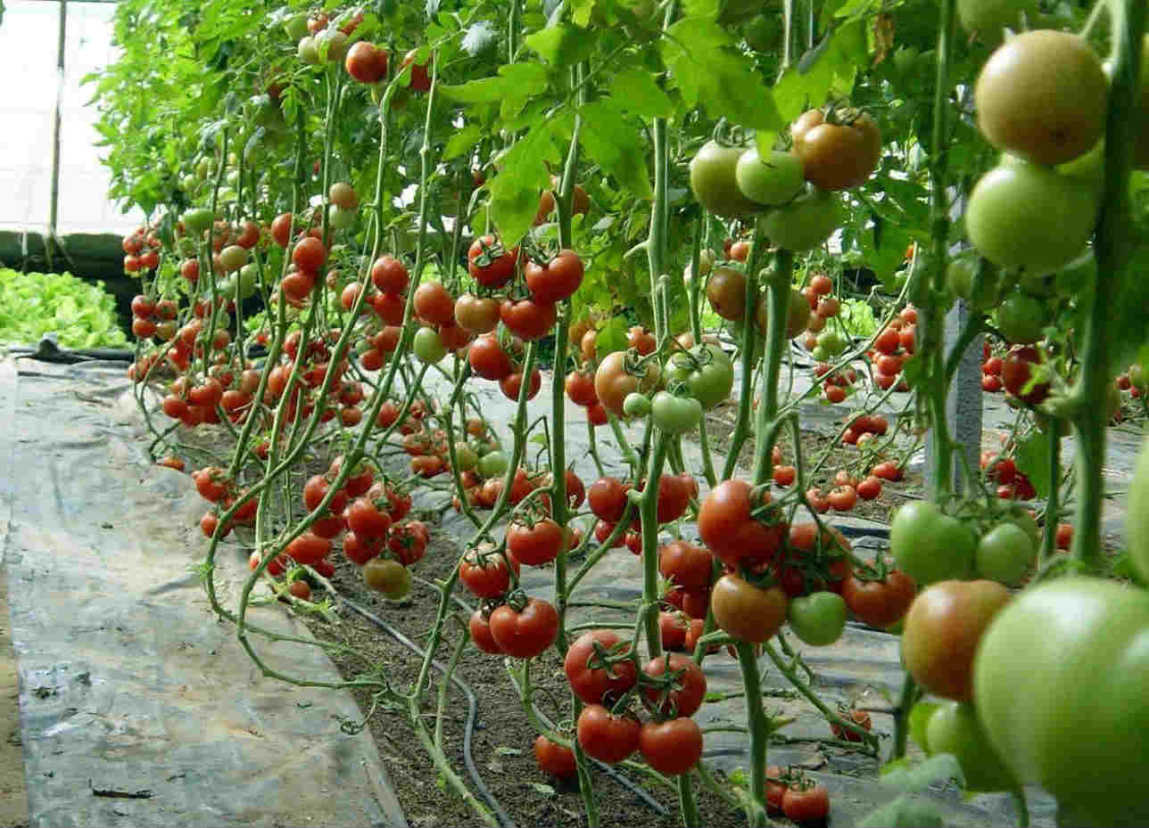 该国面积只有两个半北京大,全球第二大蔬菜出