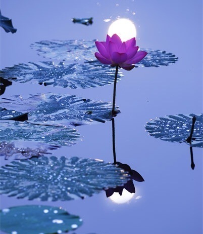 未花叶自香,既花香更别。雨过吹细风,独立池上