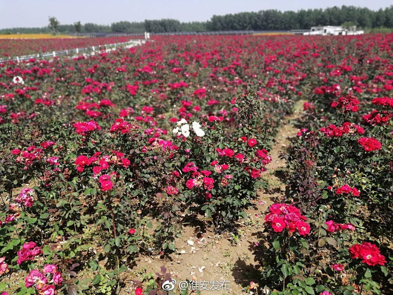 [心]涟水百花园,百花丛中竞争艳