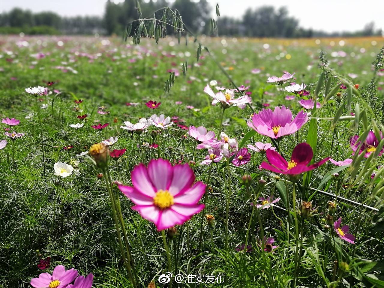 [心]涟水百花园,百花丛中竞争艳