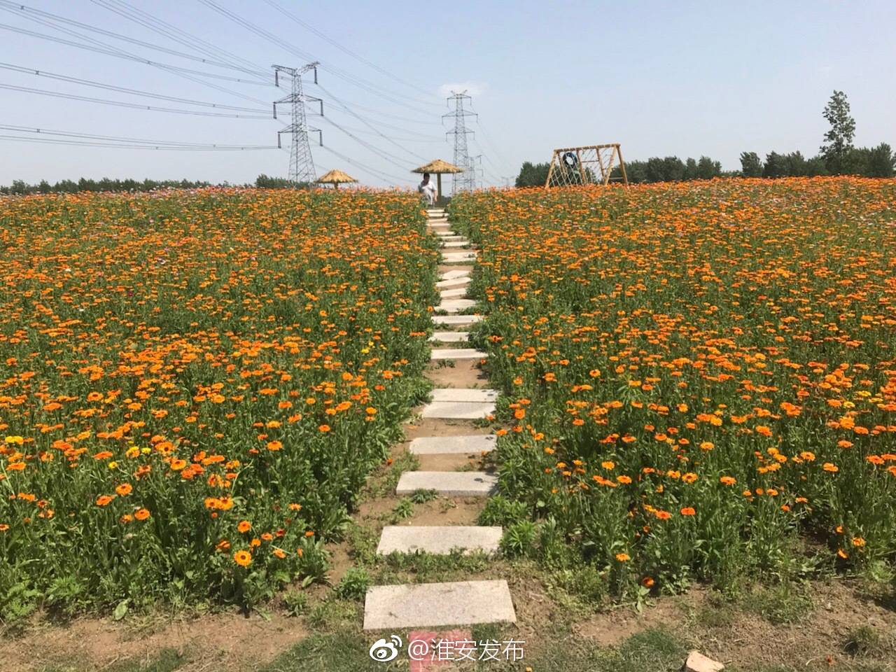 [心]涟水百花园,百花丛中竞争艳