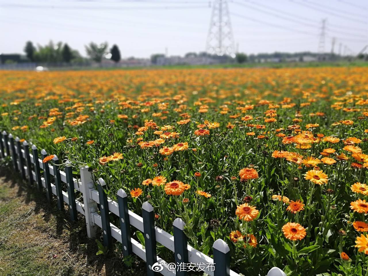 [心]涟水百花园,百花丛中竞争艳