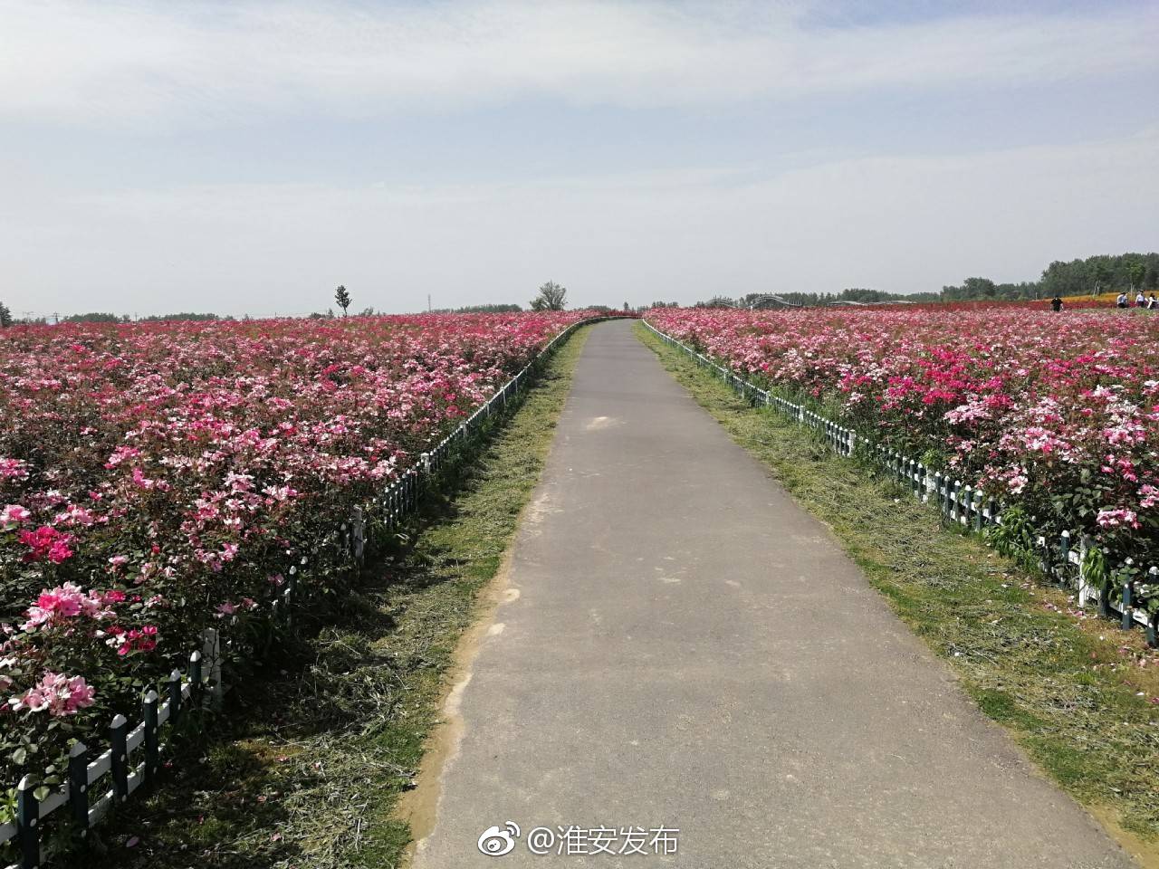 [心]涟水百花园,百花丛中竞争艳