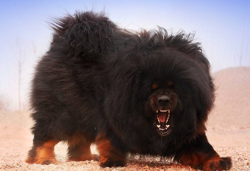 什么狗最听话最忠诚?十种对主人最忠诚的狗排