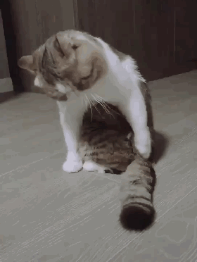 猫坐在地上做奇怪动作,主人感觉不对劲,仔细一看后憋