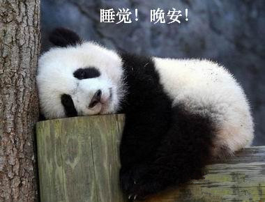 熊猫拿到苹果后太开心了,手滑掉在地上,委屈巴巴的样子萌哭网友