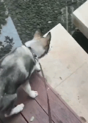 搞笑gif图:这是啥情况?美女,赶快下来吧,你这样太危险