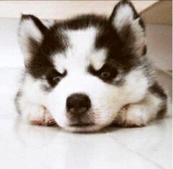 宠物是人类的朋友!,非常经典的文章,不看后悔