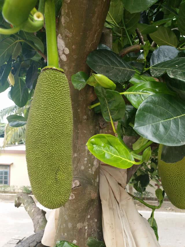 春天里,看看三亚菠萝蜜小时候的样子吧