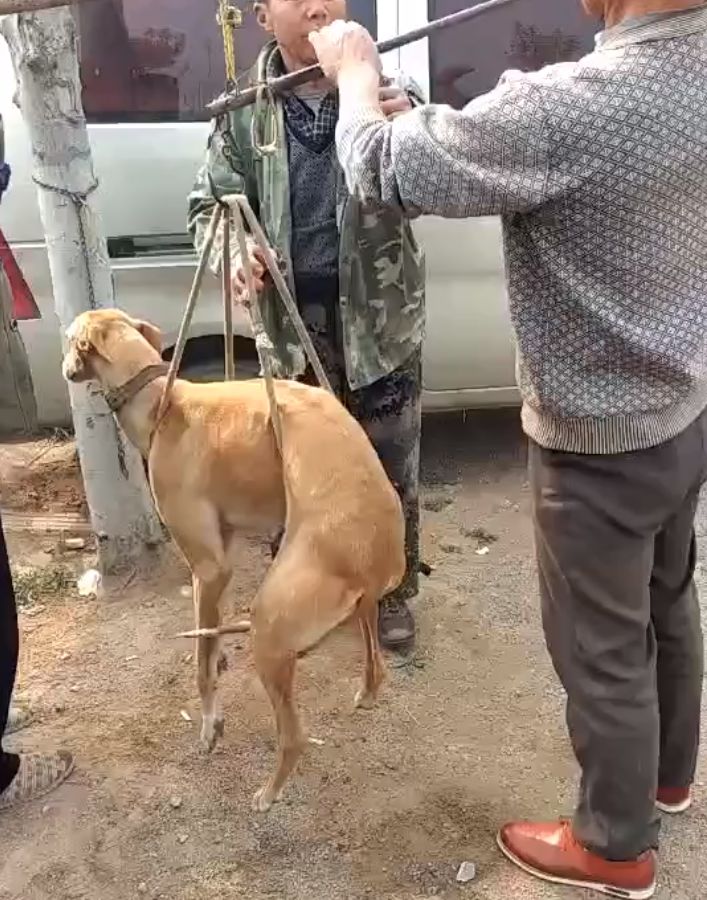 大叔在路边卖狗，他不想养家里的狗了，就把狗卖给杀狗的人