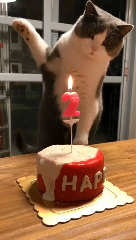 这喵星人成精了过生日都会自己吹蜡烛了|蜡烛|生日|猫咪_新浪新闻