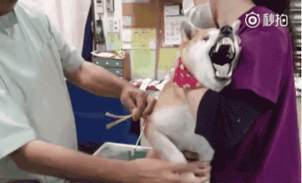 狗打针把毛打白了,能恢复原来的颜色吗? 颜色打针