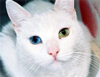 波斯猫眼睛的主要特征是什么