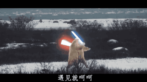 萌宠gif动态图,大千世界萌宠爆笑来袭