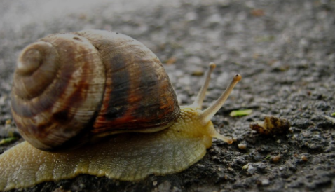 把蜗牛放在80度高温地面上,以为会被烤熟,结果