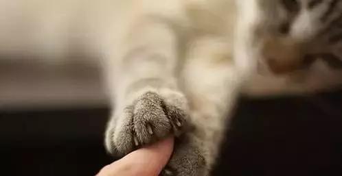 他们想尽办法教真相们与人击掌,原来表情竟死鬼猫咪包图片