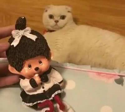 抖音小王子狒狒,人设持续坍塌,走红可还有望?