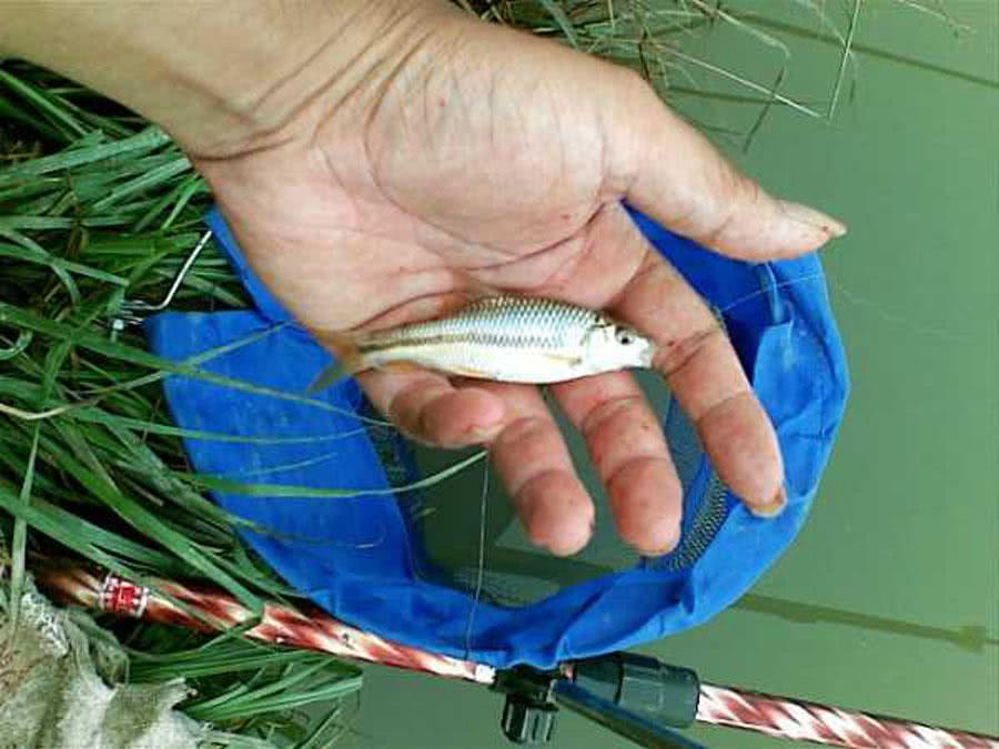 钓了一堆小杂鱼,里面有种我们叫菜板鱼