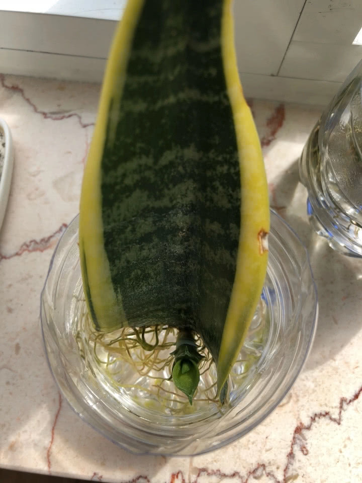 繁殖虎皮兰太简单,取个叶片扔水里,15天就生根