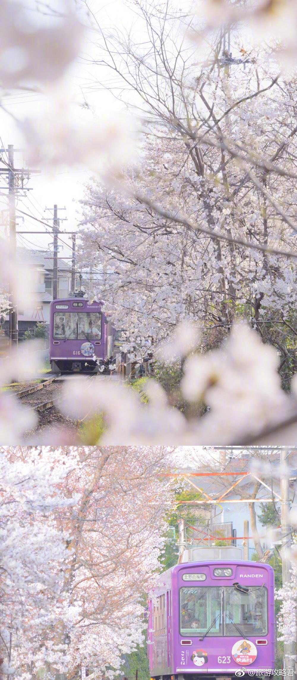 不止东京,奈良、京都的樱花也都满开了。有鹿