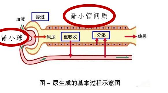 人口渗透压_人口普查