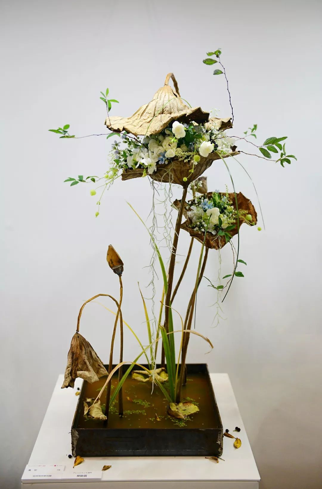 有修养意味着能欣赏有活力的设计|大自然|花艺|插花_新浪新闻