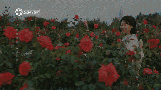 奋斗点亮幸福|面朝大海,玫瑰花开!玫瑰谷背后的致富梦