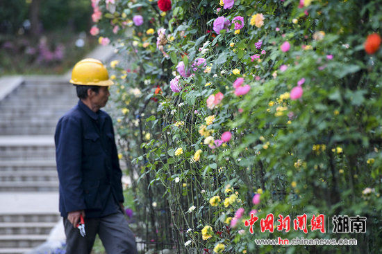 湖南省森林植物园造树状玫瑰 花色多型奇特