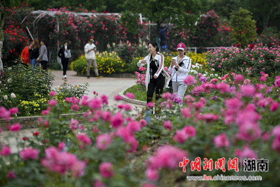 湖南省森林植物园造树状玫瑰 花色多型奇特
