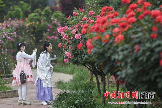 湖南省森林植物园造树状玫瑰 花色多型奇特