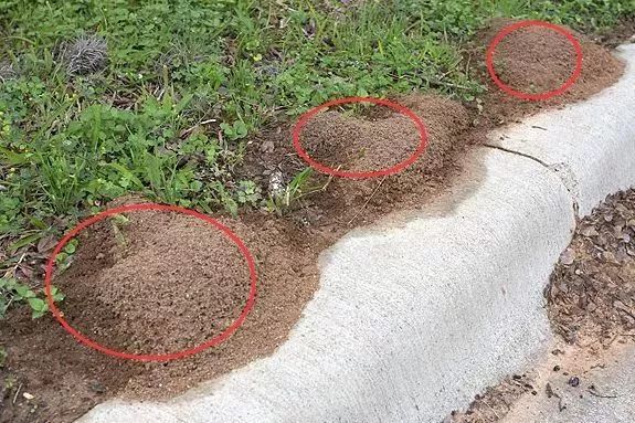 警惕！路边碰到这种小红土堆，赶紧躲远点！已有多人中毒、休克！