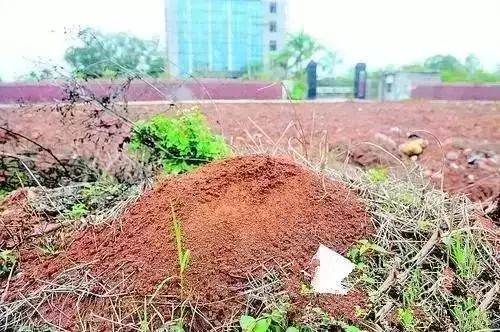 警惕！路边碰到这种小红土堆，赶紧躲远点！已有多人中毒、休克！