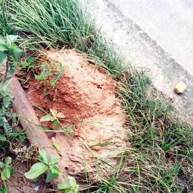 警惕！路边碰到这种小红土堆，赶紧躲远点！已有多人中毒、休克！
