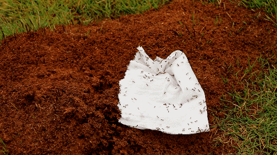 警惕！路边碰到这种小红土堆，赶紧躲远点！已有多人中毒、休克！