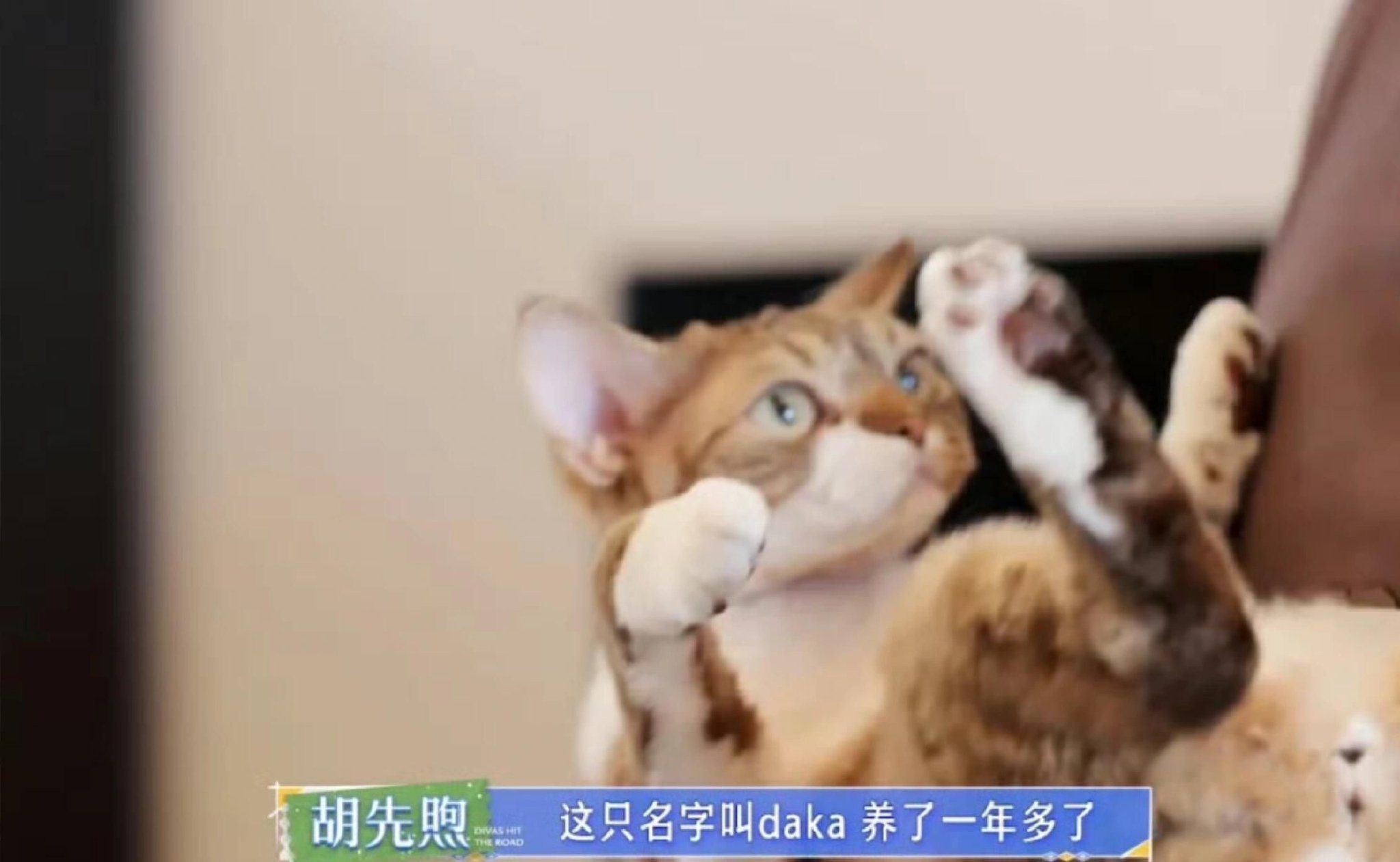 胡先煦因爱猫坚持养猫，猫毛过敏也不放弃