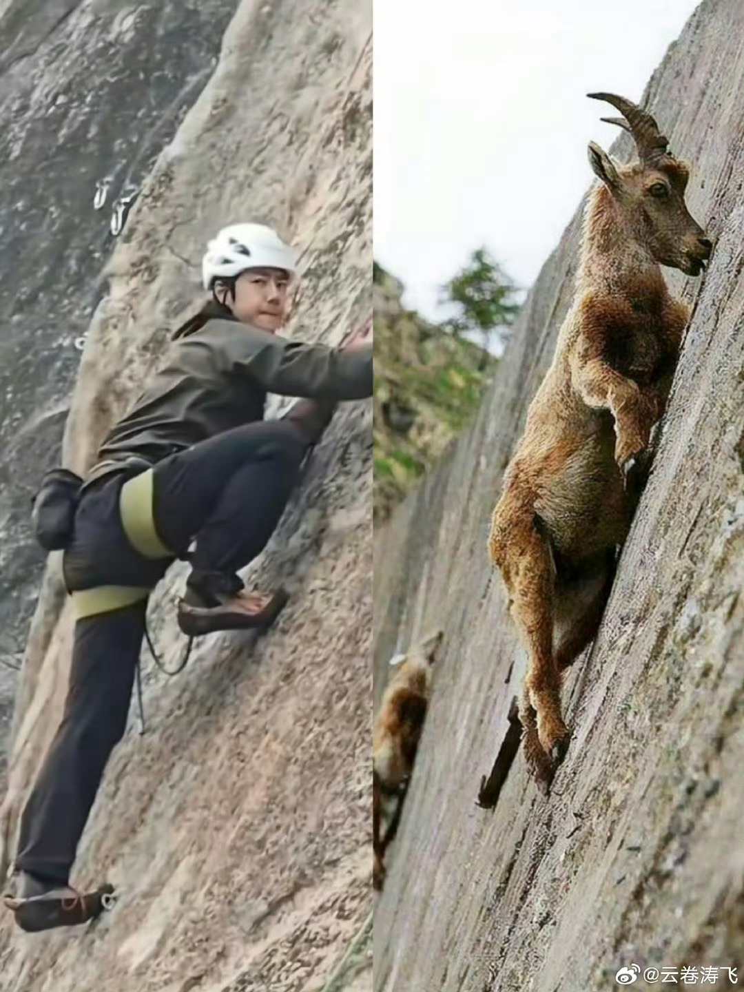 官方认证王一博为岩羊引热议