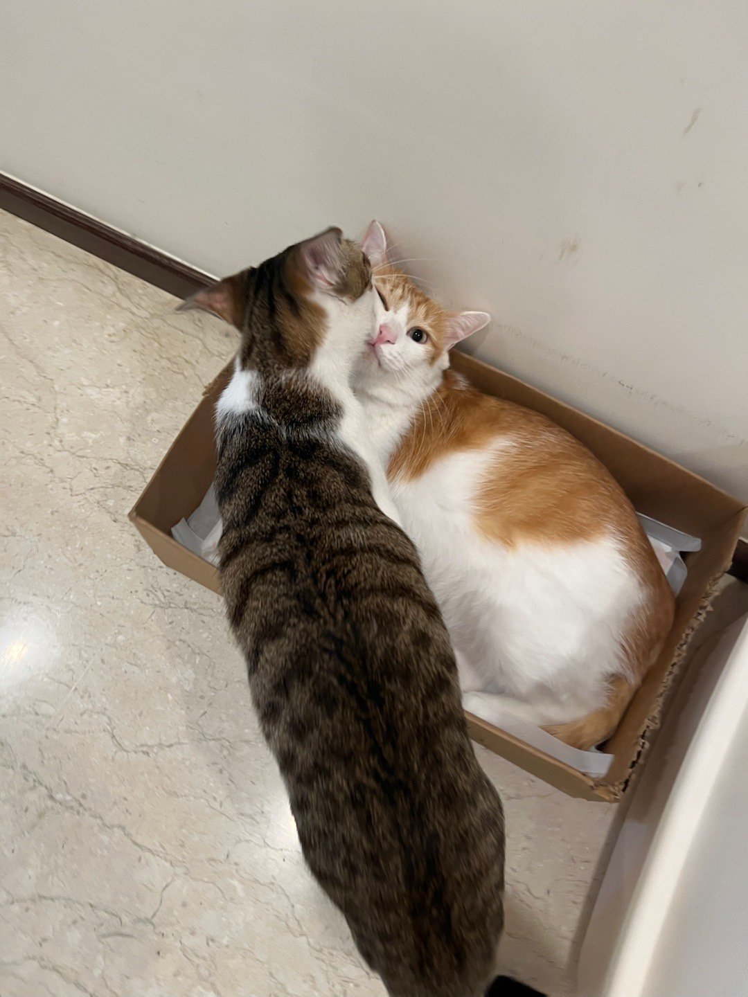 大张伟称要给二宝哥哥强制的爱