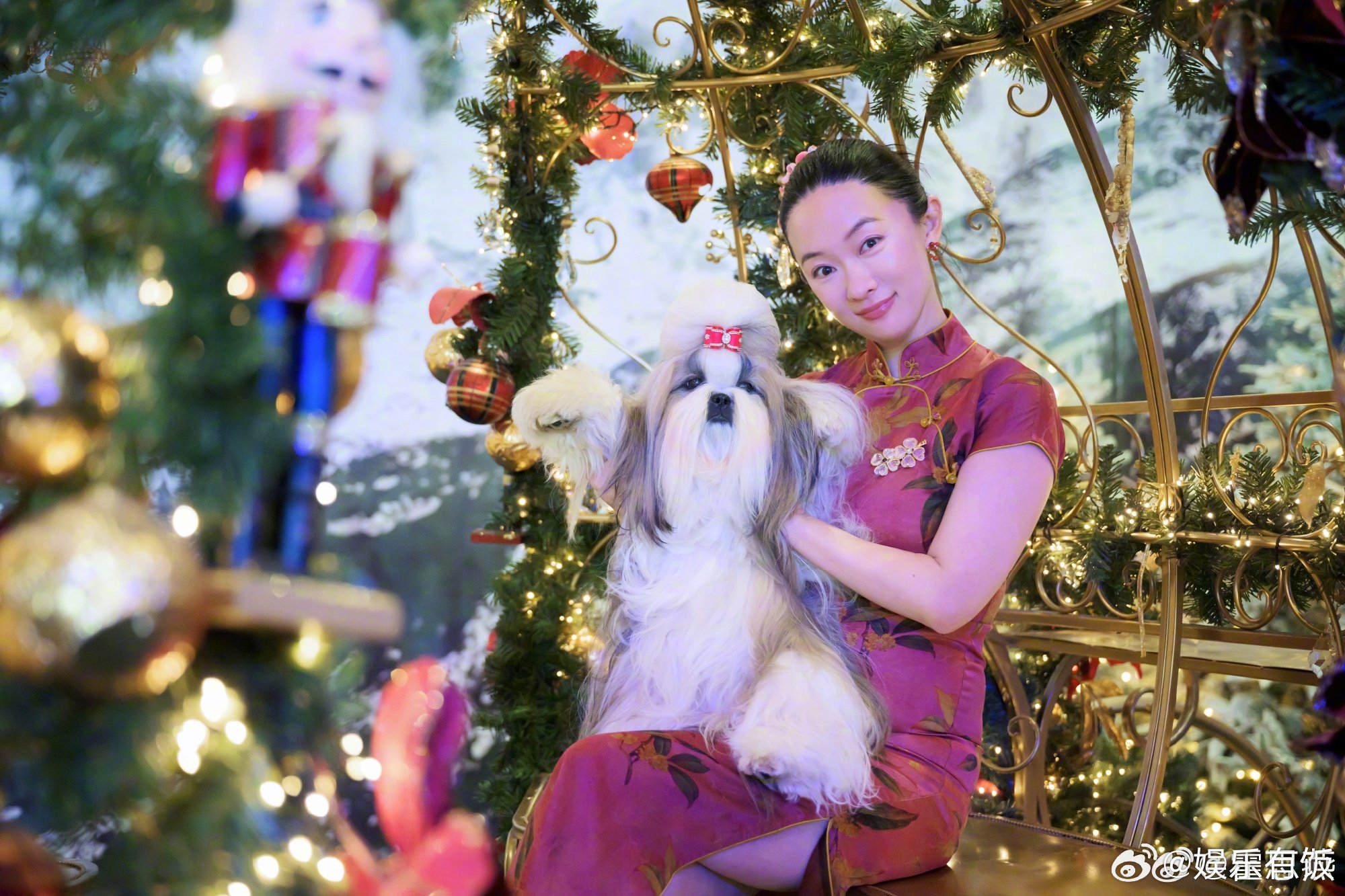 霍思燕携西施犬比利时犬展夺冠