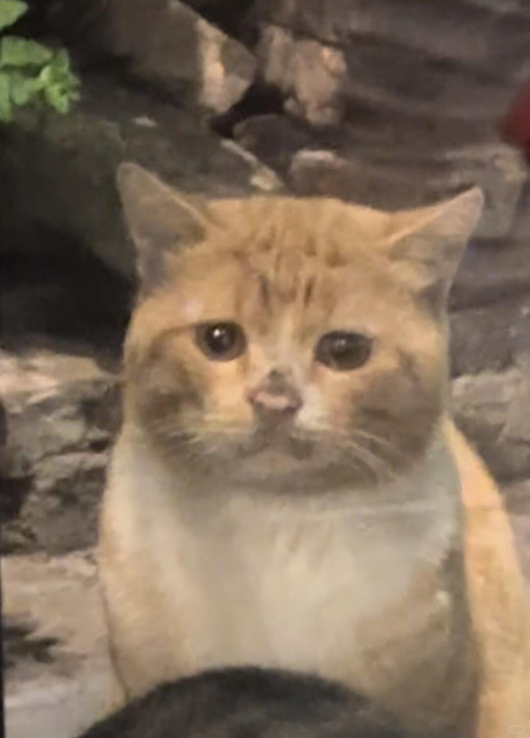 宋祖儿撞脸脏脏猫，丁禹兮片场喂药路透