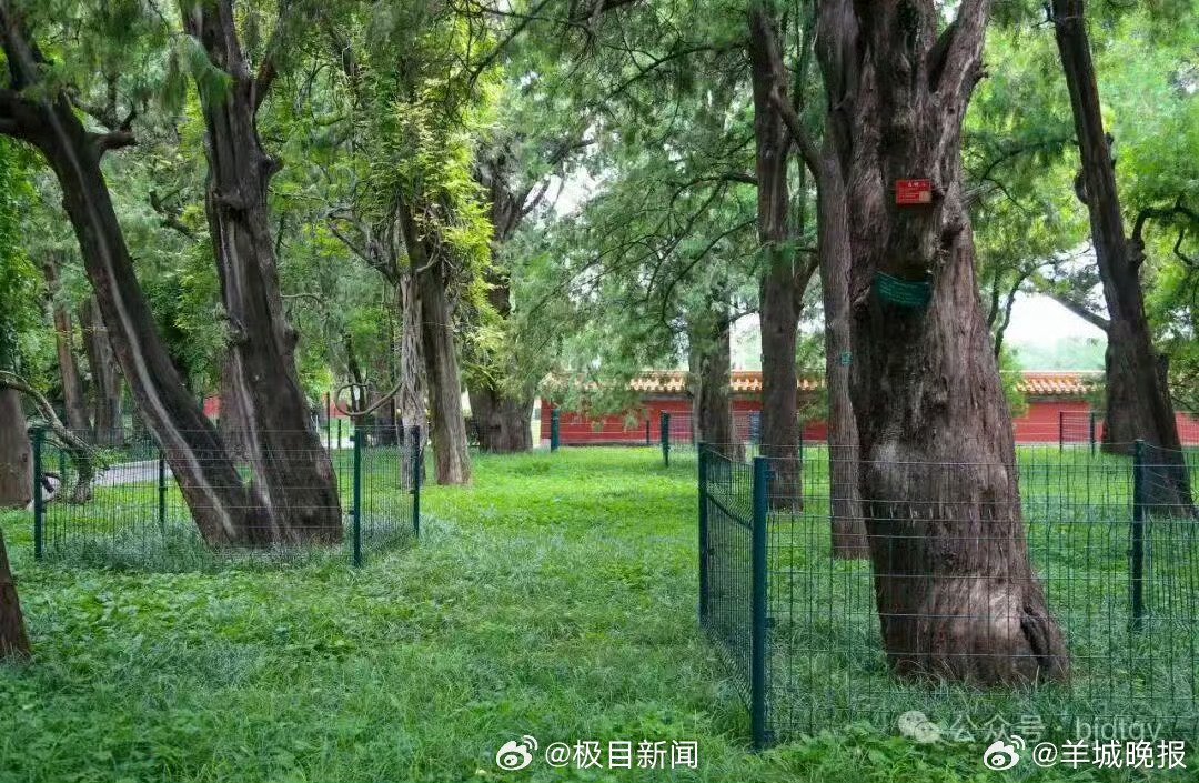 地坛公园禁止明星姓名认养树木，续养需修改