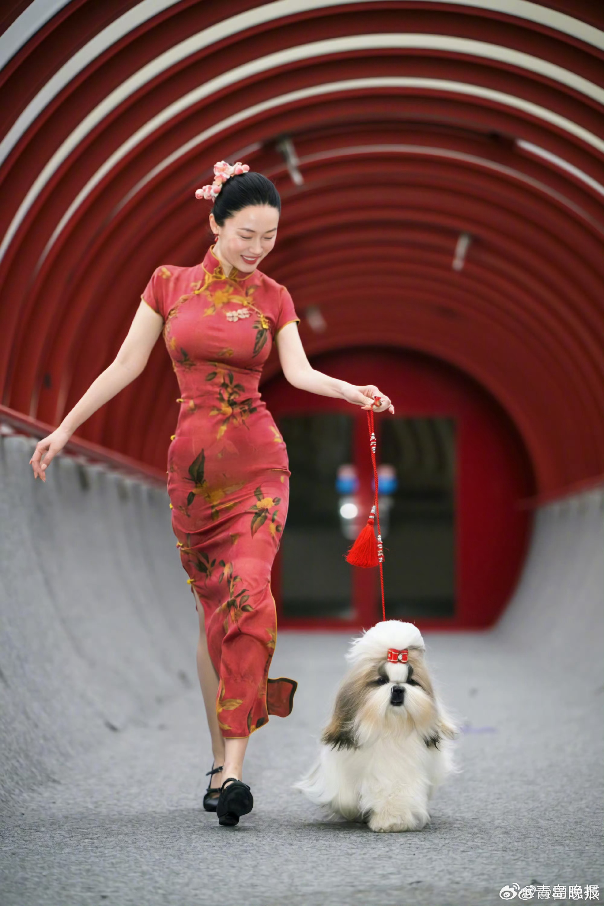 霍思燕西施犬比利时国际犬展夺冠