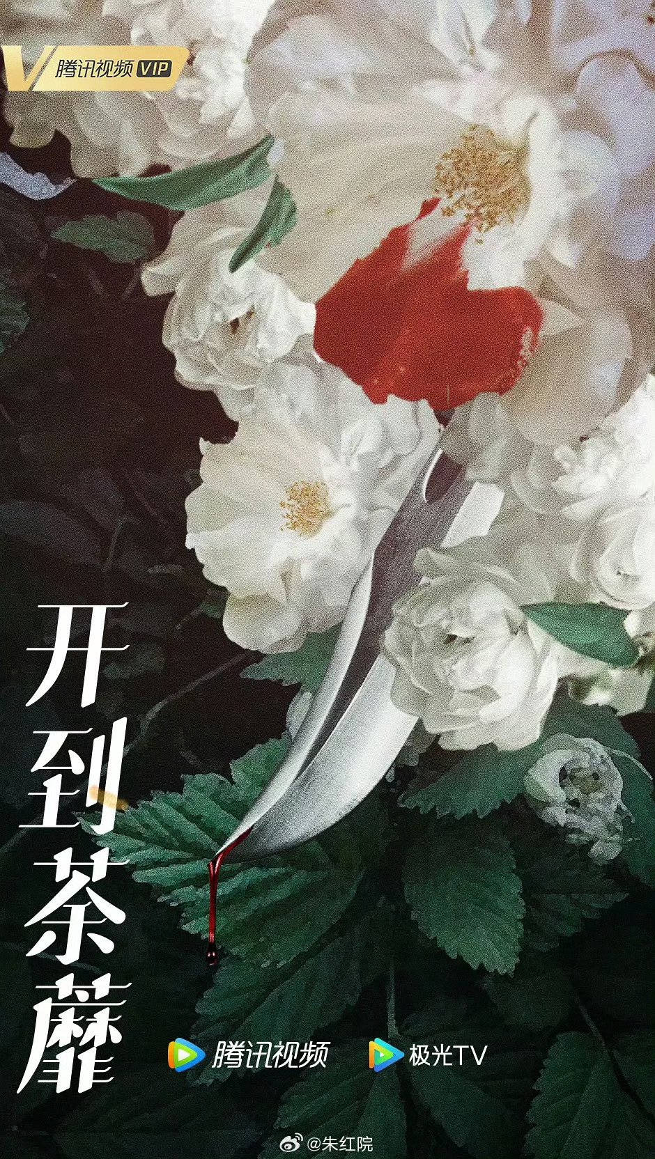 白鹿彭冠英主演都市剧《开到荼蘼》备案