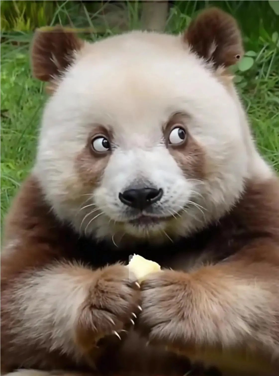 鹅鸭杀公测定档，七仔表情引热议