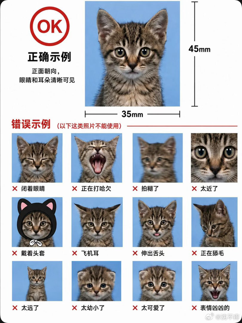 内娱版小猫证件照拍摄指南，明星可爱表情萌翻