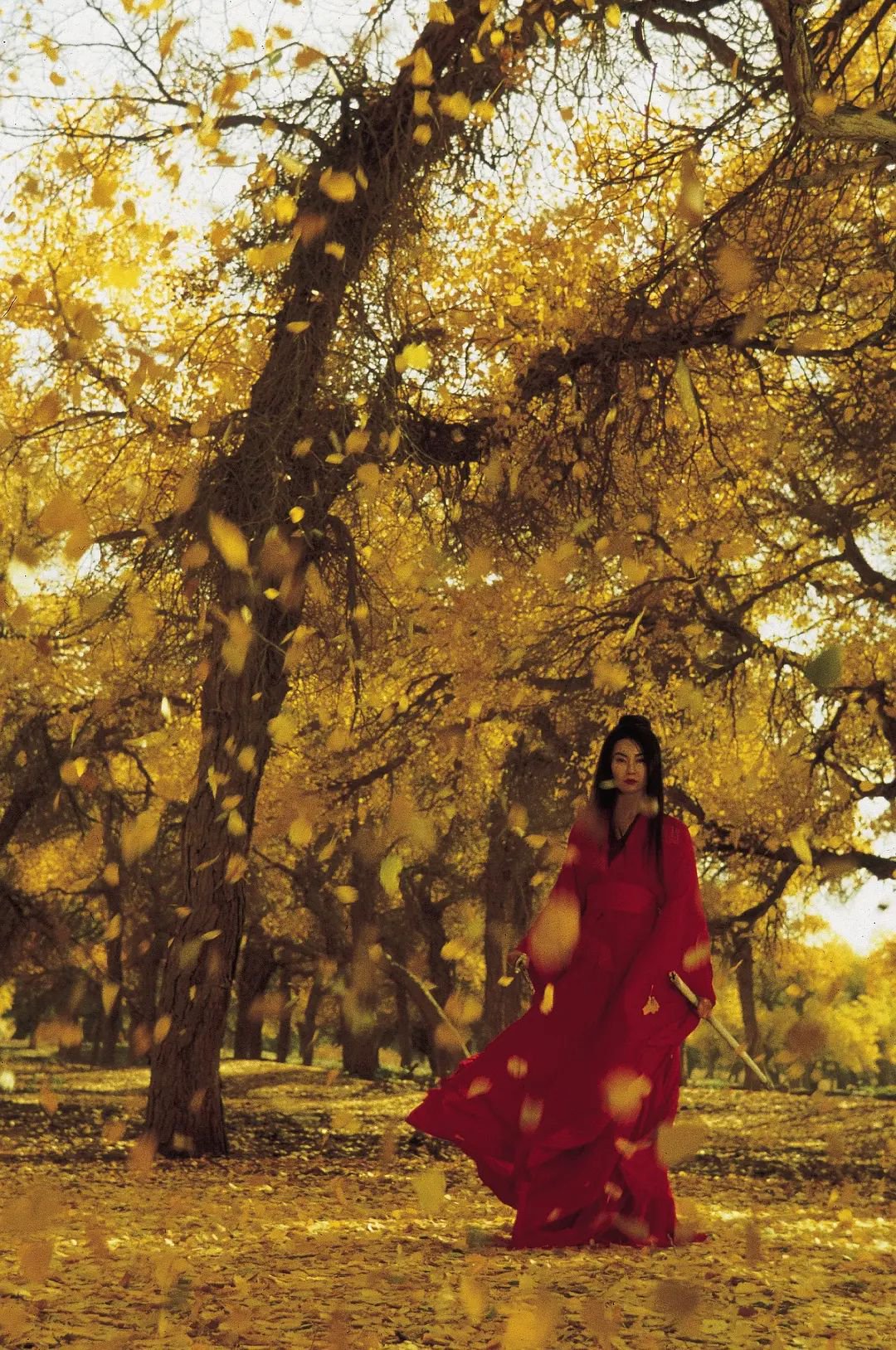 北京街头银杏落叶如《英雄》场景