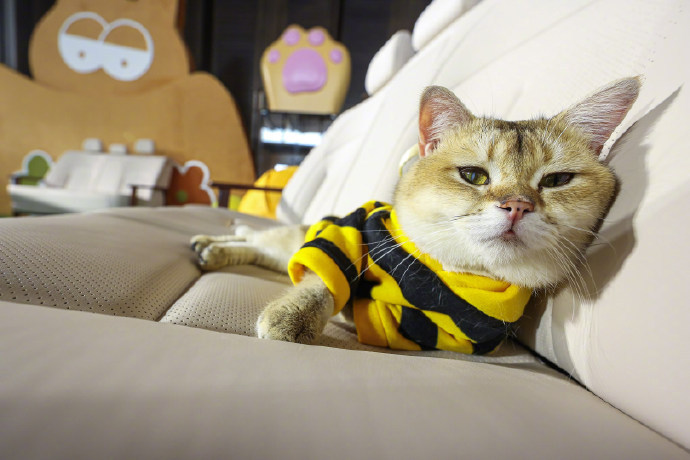 东风日产N6上市送百万级后排大沙发礼，500家媒体实测舒适感