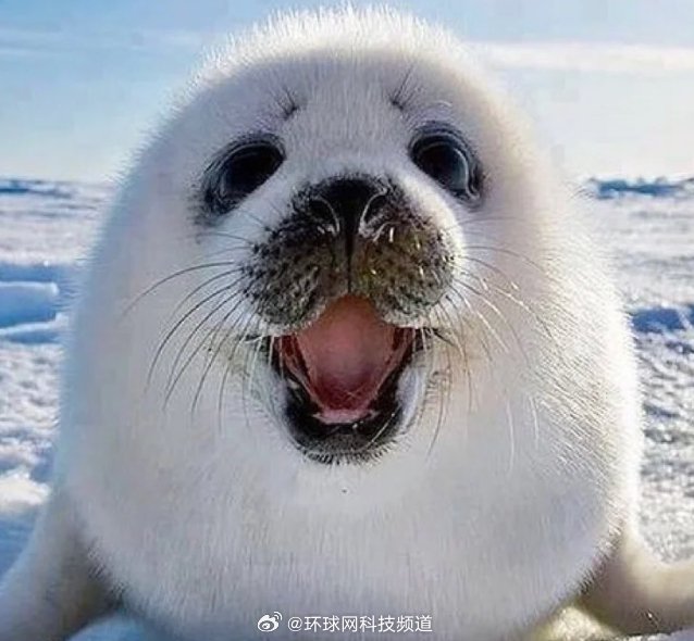 海豹炸毛实为毛发物理变化，与情绪无关