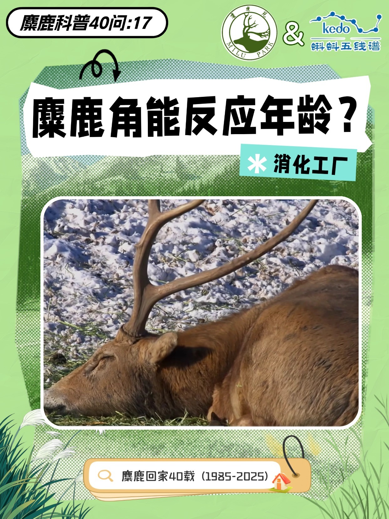 麋鹿角生长全记录，从萌角到王冠的蜕变